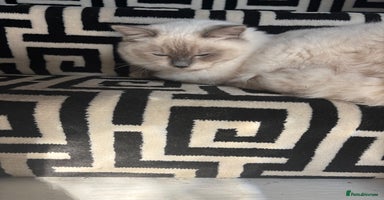Ragdoll cats - Advert 2