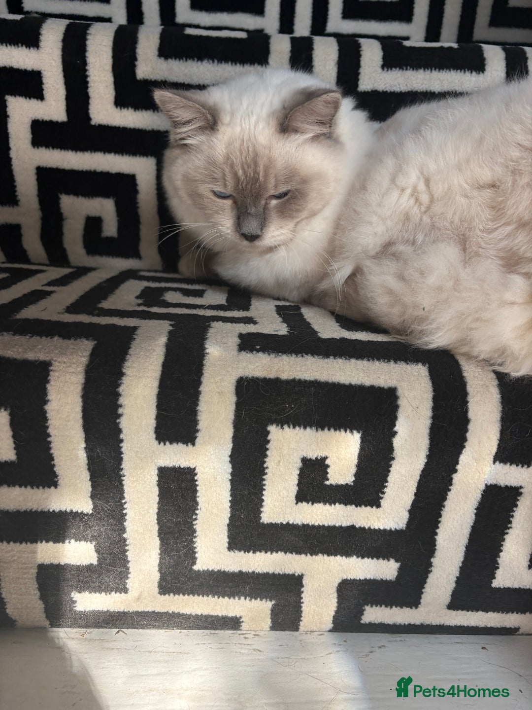 Ragdoll cats for sale: Homebred pure blue point Ragdoll  - Image 2