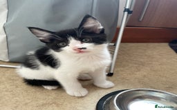 British Shorthair cats for sale: 2 BSH available next week for their forever family - Image 10