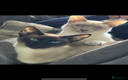 Siamese cats for sale: Siamese cats  - Image 7