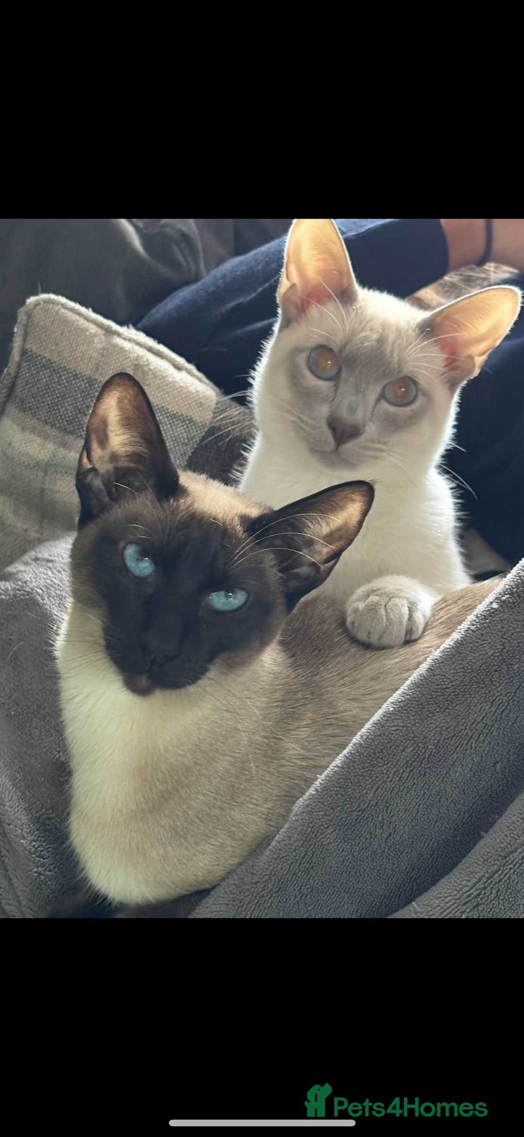 Siamese cats for sale: Siamese cats  - Image 7