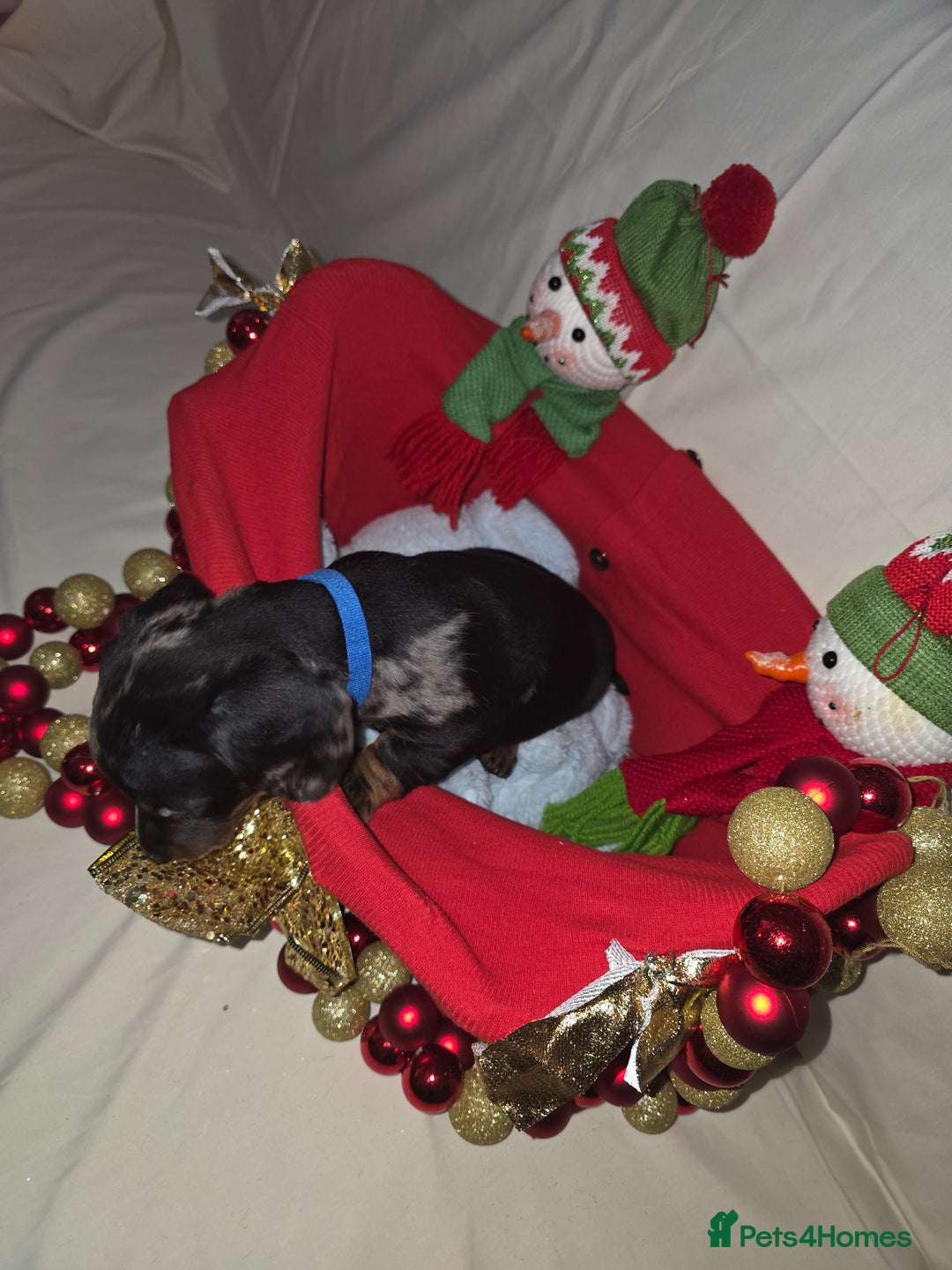 Miniature Dachshund dogs for sale: Miniature dachshund  - Advert 9