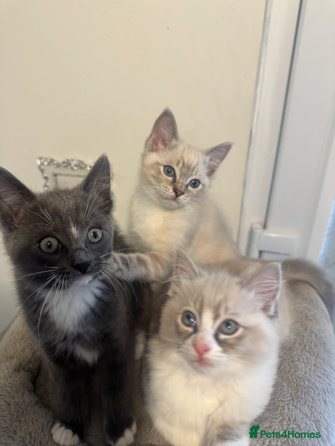 Ragdoll cats for sale: Adorable Ragdoll Kittens - Advert 4