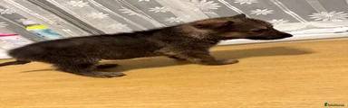 Shepsky 7