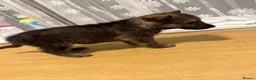 Shepsky dogs for sale: Adorable Shepsky Puppies Looking for Forever Homes - Advert 5