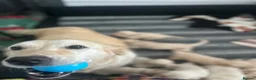 Golden Retriever dogs for sale: Golden retriever puppies - Advert 2