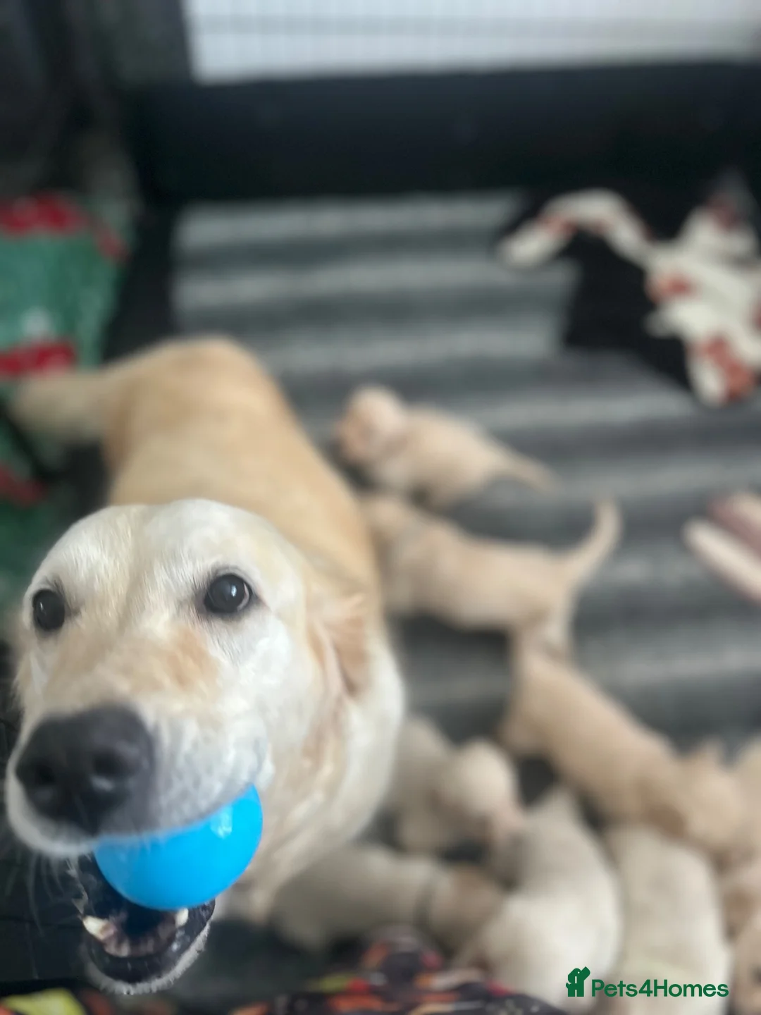 Golden Retriever dogs for sale: Golden retriever puppies - Advert 2