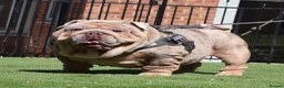 English Bulldog dogs for stud: Hellboy son of Mr Muscles  - Advert 6