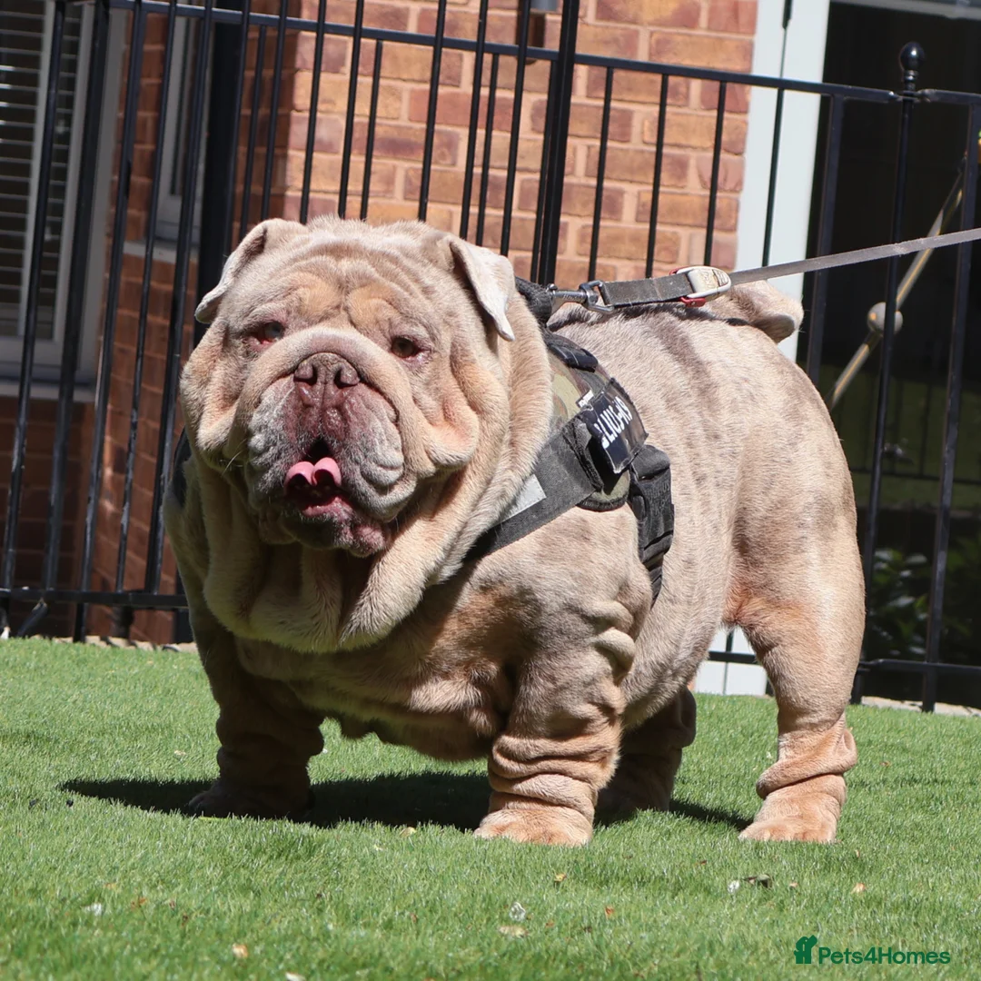 English Bulldog dogs for stud: Hellboy son of Mr Muscles  - Advert 6