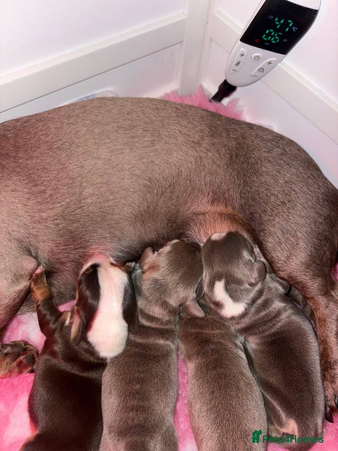 Miniature Dachshund dogs for sale: Miniature dachshunds  - Advert 5