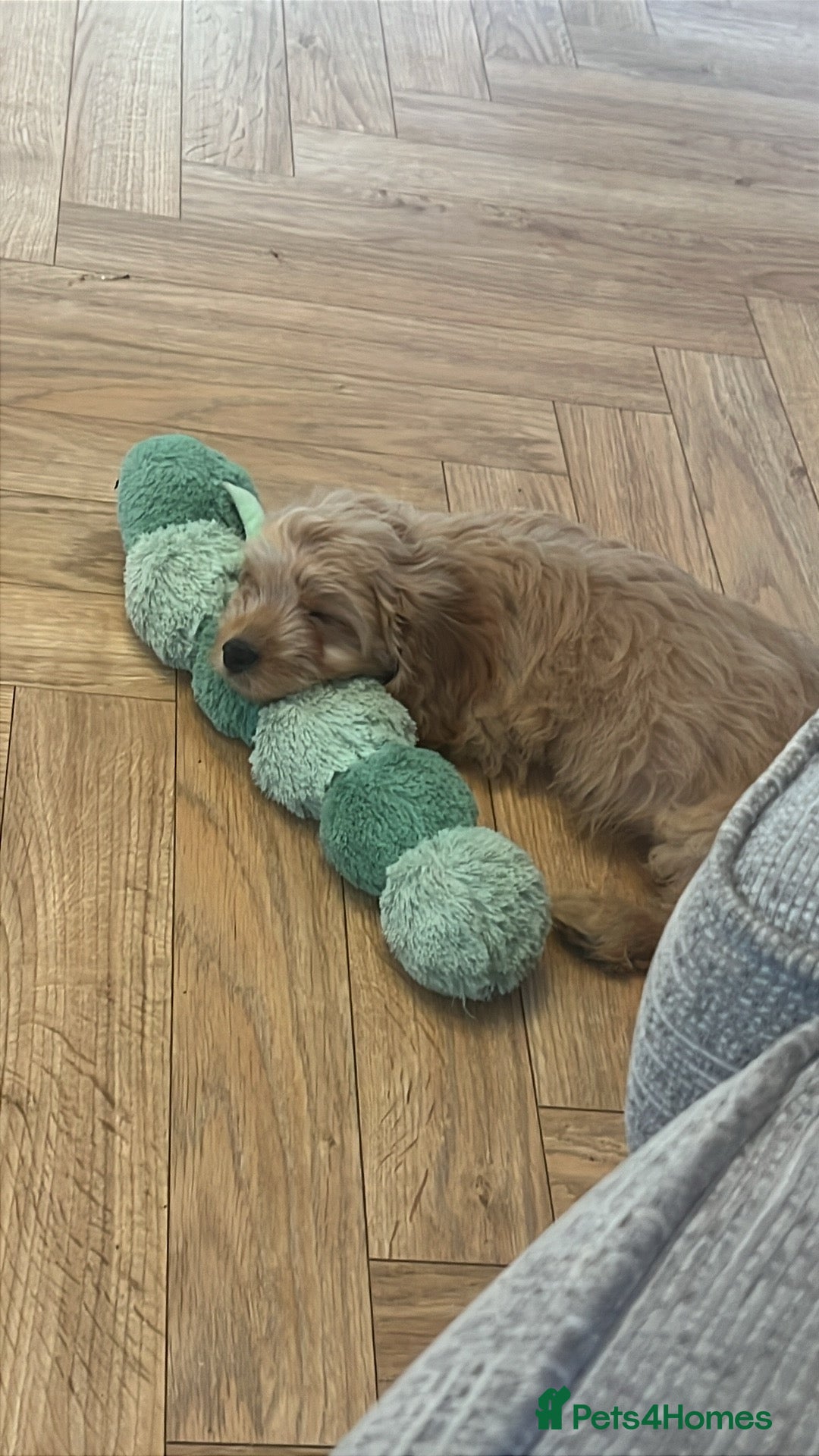 Mixed Breed dogs for sale: Adorable Maltipoo x Cockapoo puppies - Image 7