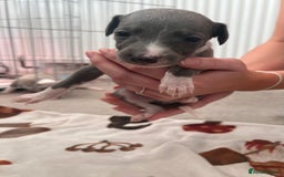 Whippet dogs for sale: Blue Whippet Puppies for Sale - Advert 4