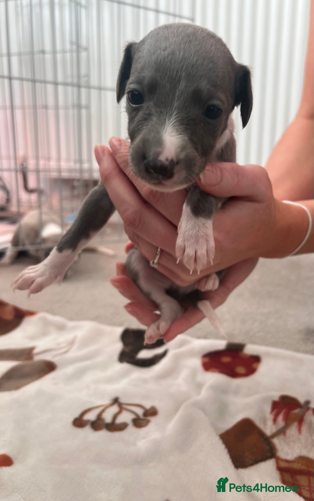 Whippet dogs for sale: Blue Whippet Puppies for Sale - Advert 4