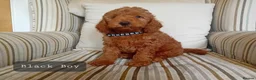 Mini Goldendoodle dogs for sale: Stunning Goldendoodle Puppies - Advert 16