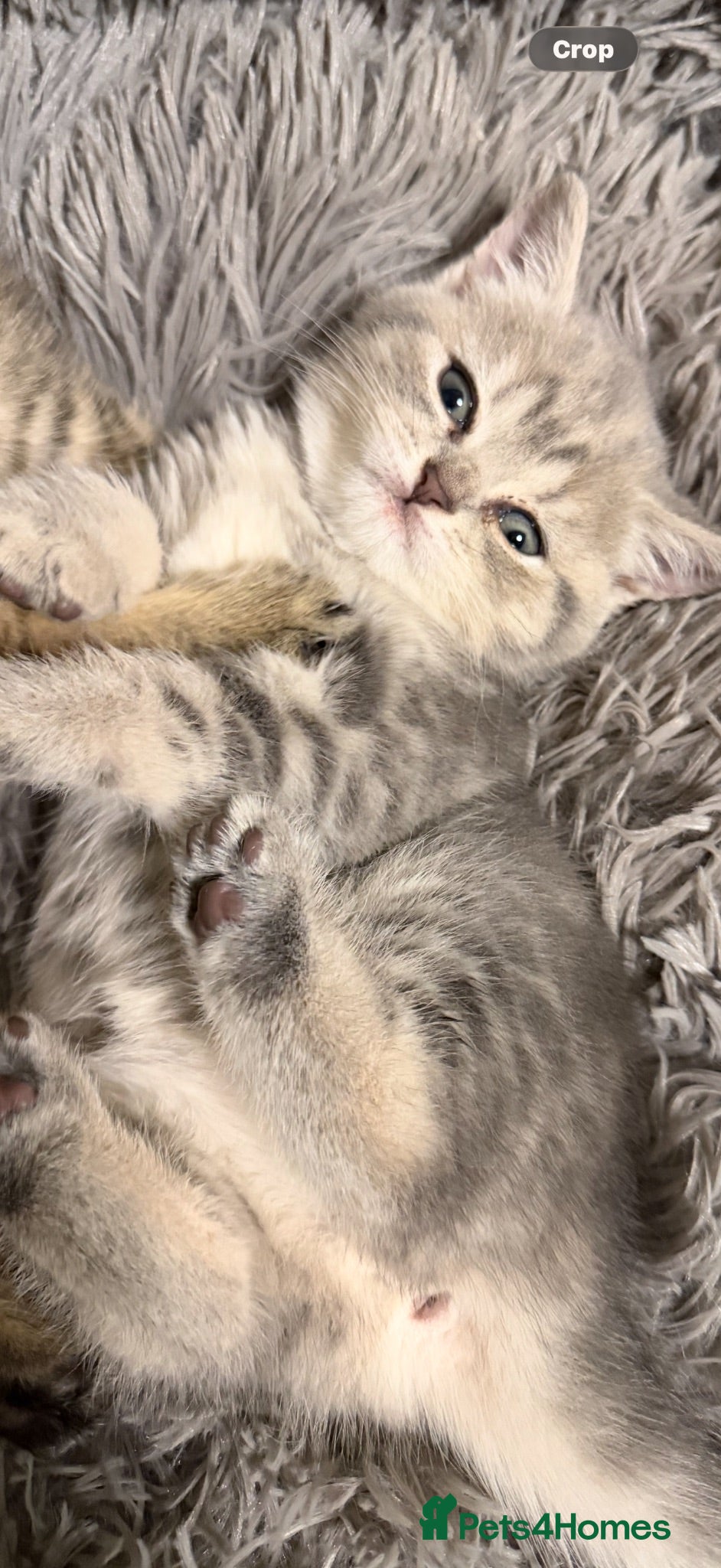 British Shorthair cats Adorable British Shorthair Kittens for Sale - Advert 2