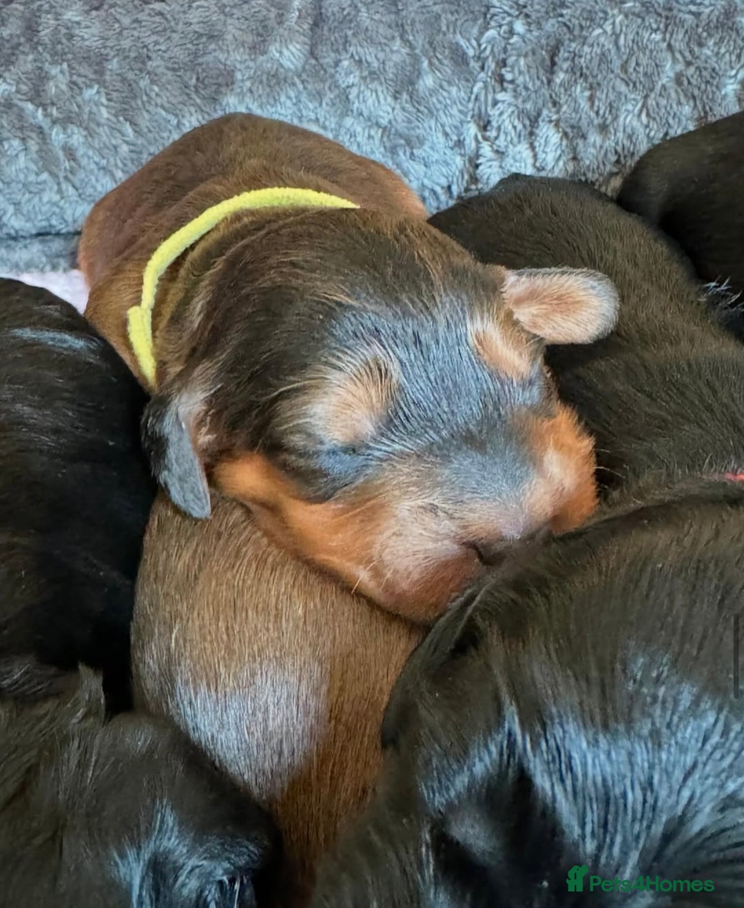 Cockapoo dogs for sale: F1 Show Type Cockapoo Puppies - Advert 3