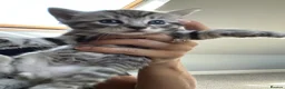 Bengal cats for sale: Bengal x Maine coone kittens - Advert 21