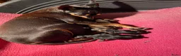 Miniature Pinscher dogs for sale: Stunning Rare Merle miniature pincher puppy’s in Falkirk - Advert 3