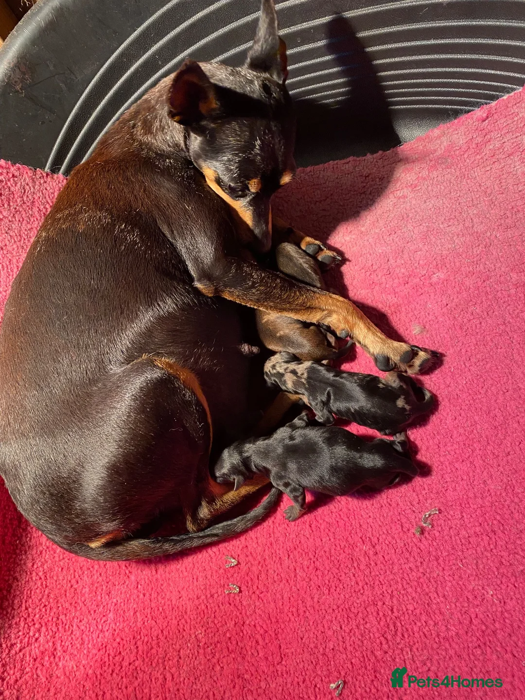 Miniature Pinscher dogs for sale: 2 Merle miniature pincher puppy’s💙💙 - Advert 10