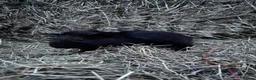 Guinea Pig rodents for sale: Baby guinea pigs for sale  - Advert 8