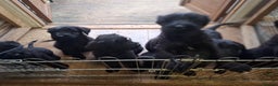 Giant Schnauzer dogs for sale: Giant Schnauzer Puppies  - Advert 1
