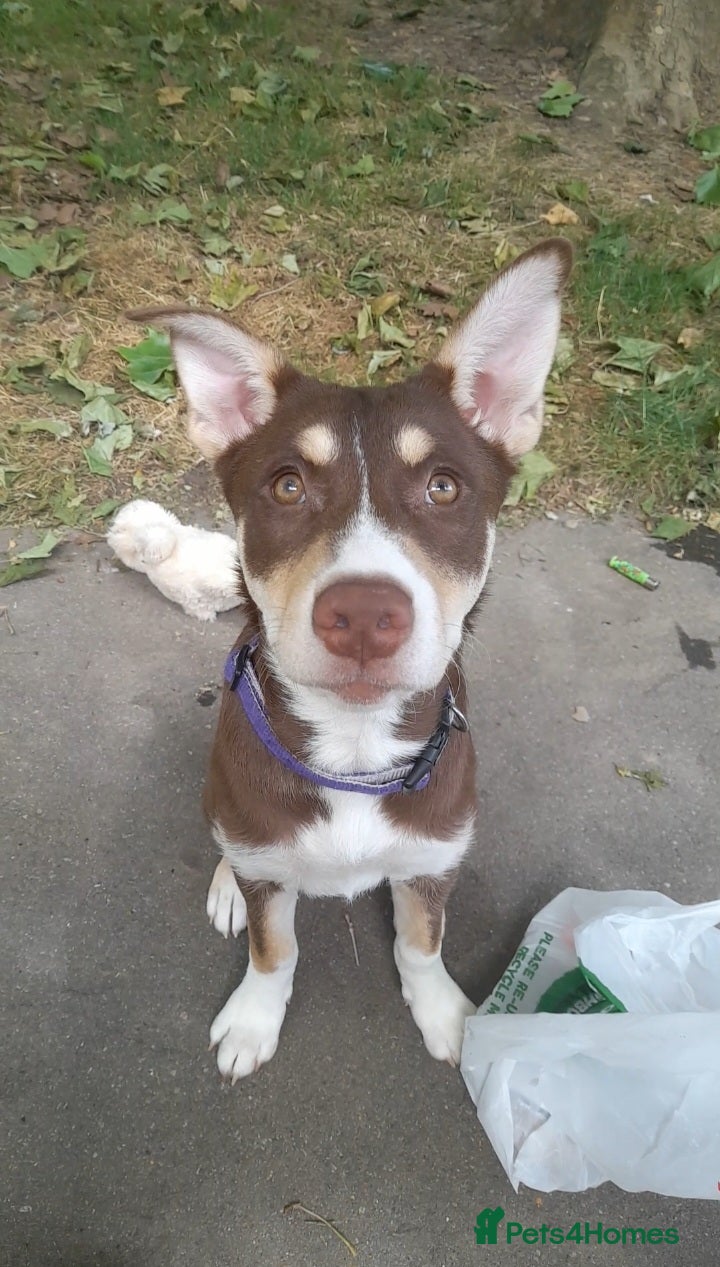 Mixed Breed dogs Ready Now Beautiful Babie - Advert 1