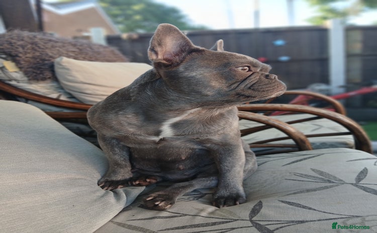 French Bulldog dogs - Advert 1