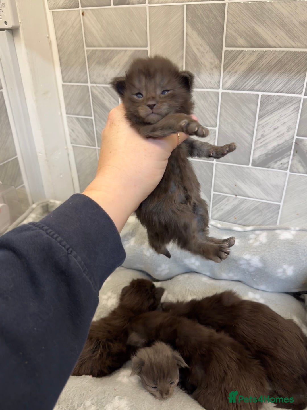 Maine Coon cats for sale: Black Smoke & Blue Smoke Maine Coon Kittens - Advert 13