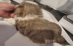 Shih Tzu dogs for sale: Kc reg stunning very tiny babies boys/girls - Image 40