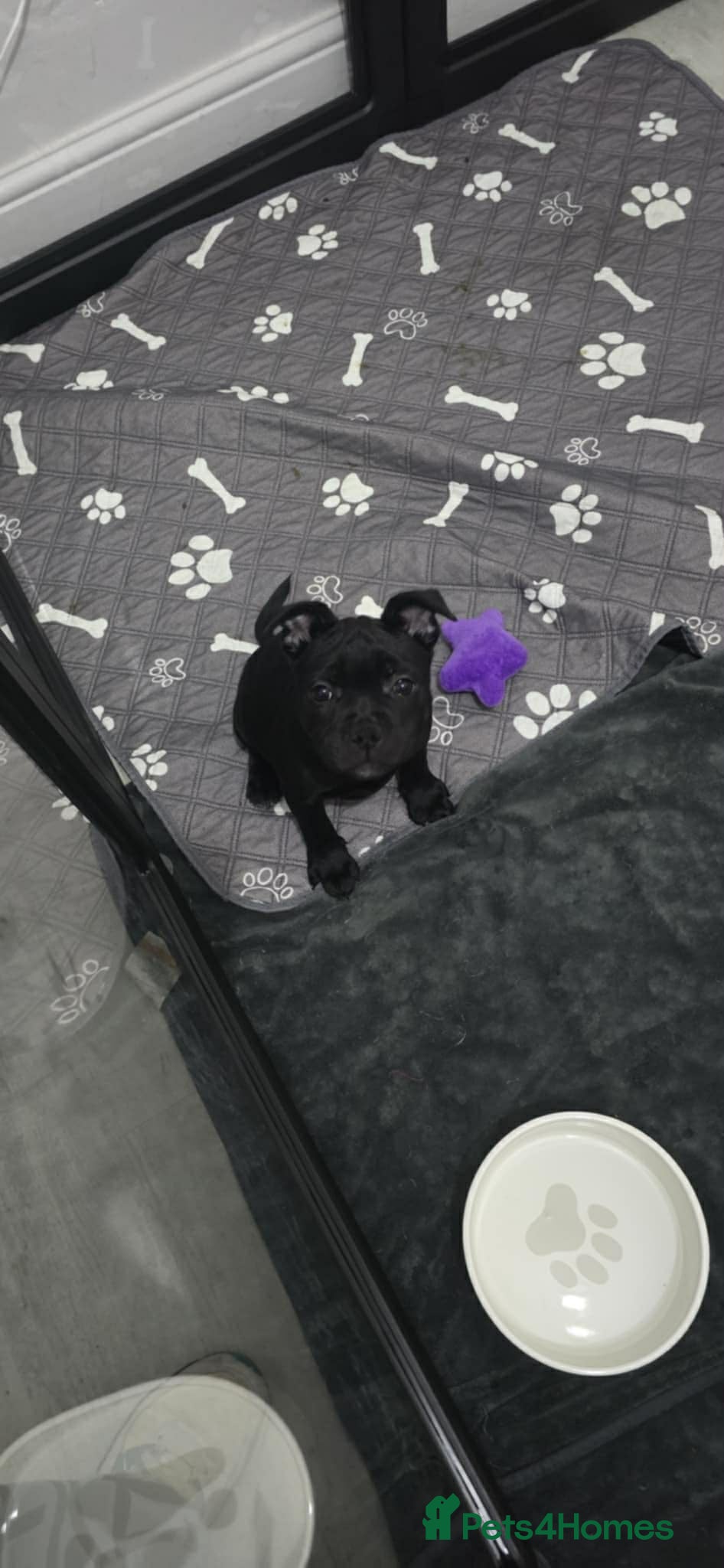 Staffordshire Bull Terrier dogs Champion kc stafford pups ready to leave now   - Advert 3