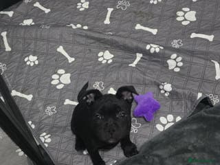 Staffordshire Bull Terrier dogs Champion kc stafford pups ready to leave now - Advert 3