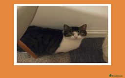 Mixed Breed cats for adoption: The Gentle, Loyal Companion - Image 3