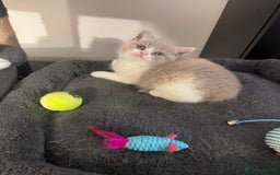 British Shorthair cats for sale:  💖Rare Colors British Shorthair Kittens💖 - Image 5