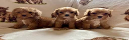 Cockapoo dogs for sale: F1 health clear cockapoo puppies  - Advert 28