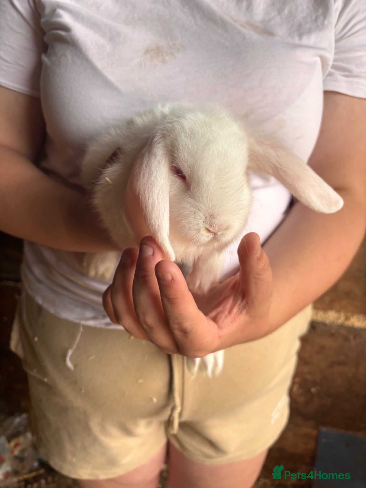 Mini Lop rabbits for sale: 8 beautiful baby’s rabbit  - Advert 19