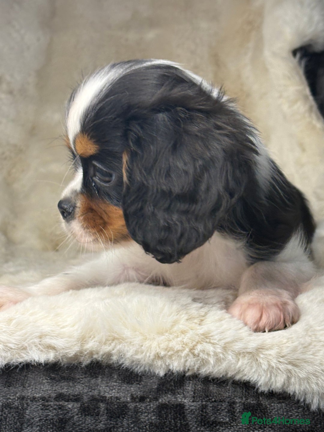 Cavalier King Charles Spaniel dogs for sale: Health tested cavalier puppies  - Advert 25