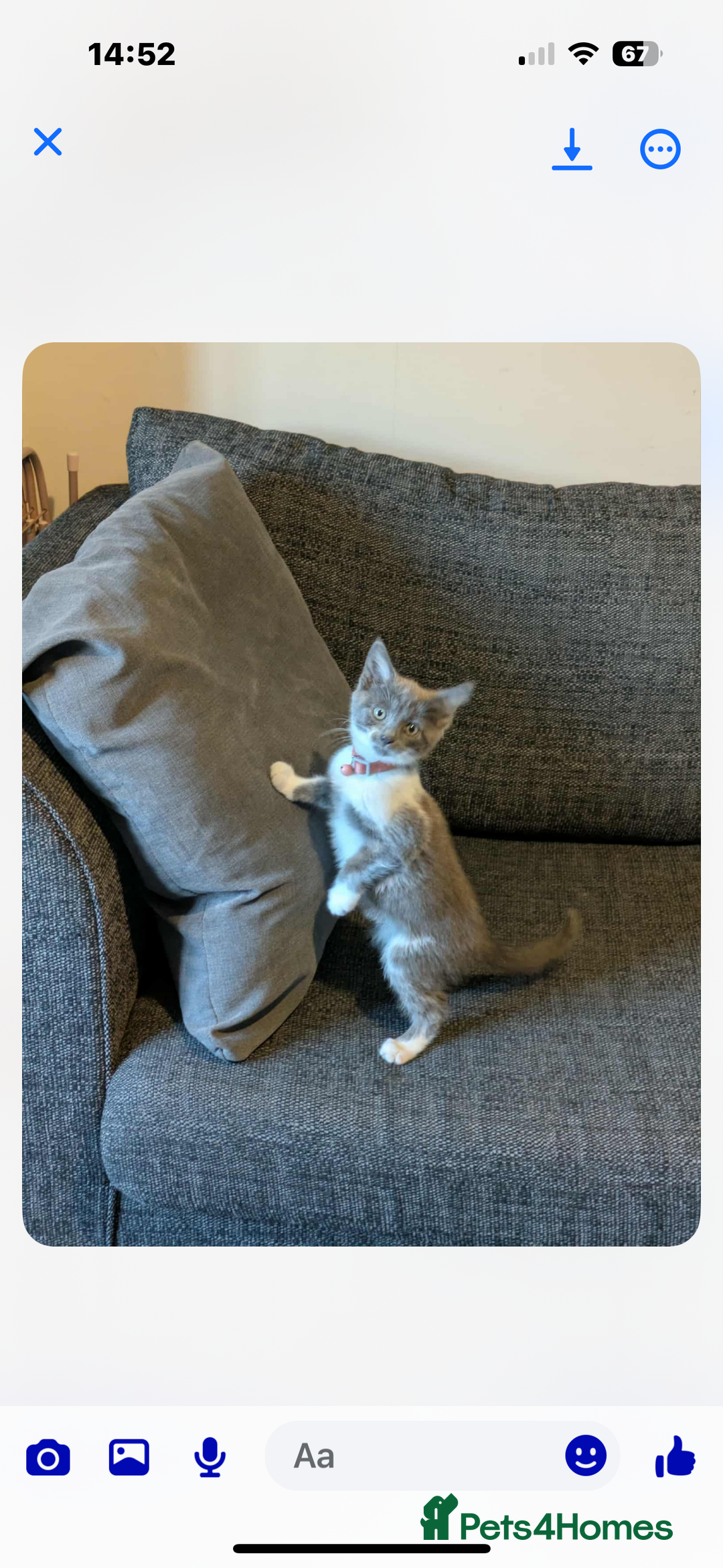 Mixed Breed cats for sale: Grey and white kitten  - Image 3