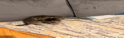 British Shorthair cats for sale: Beautiful little tabby boy in Leicester - Advert 2