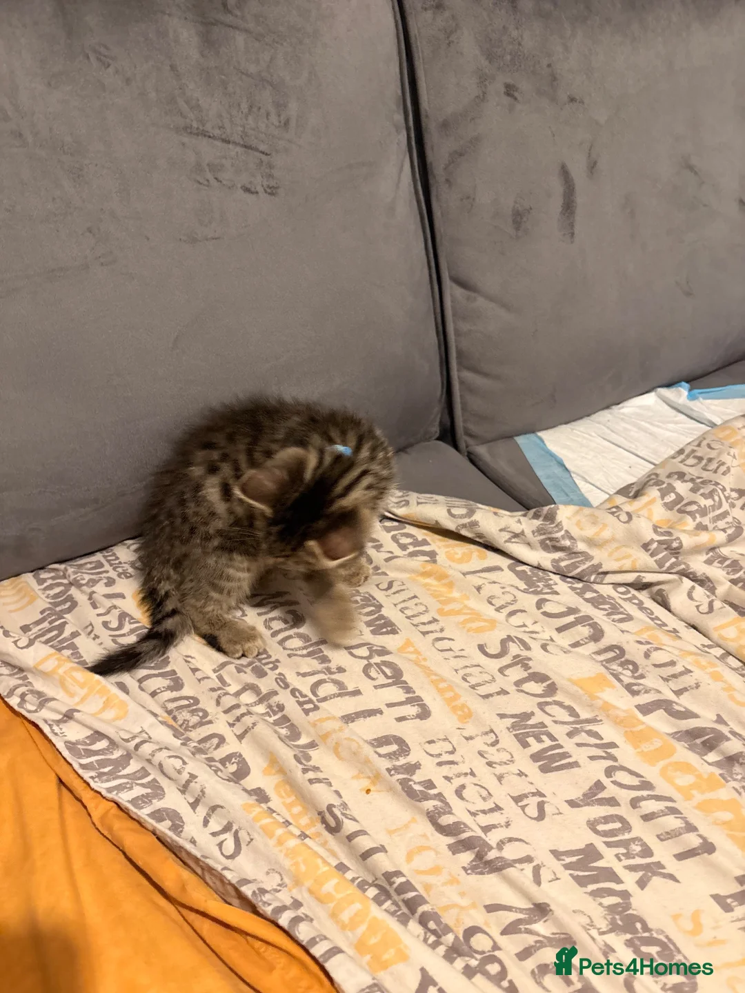 British Shorthair cats for sale: Beautiful little tabby boy in Leicester - Advert 2