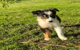Border Collie dogs for sale: 🖤🤍🤎Fabulous Border Collies 🖤🤍🤎 - Image 10