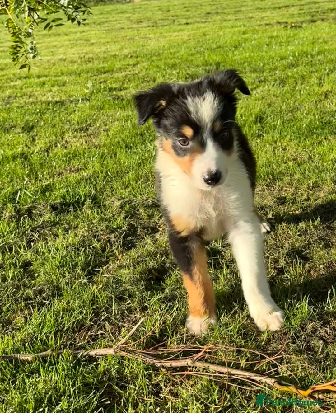 Border Collie dogs for sale: 🖤🤍🤎Fabulous Border Collies 🖤🤍🤎 - Image 10
