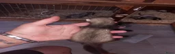 Ferret rodents for sale: 🐾genuine micro last jill🐾 - Advert 2