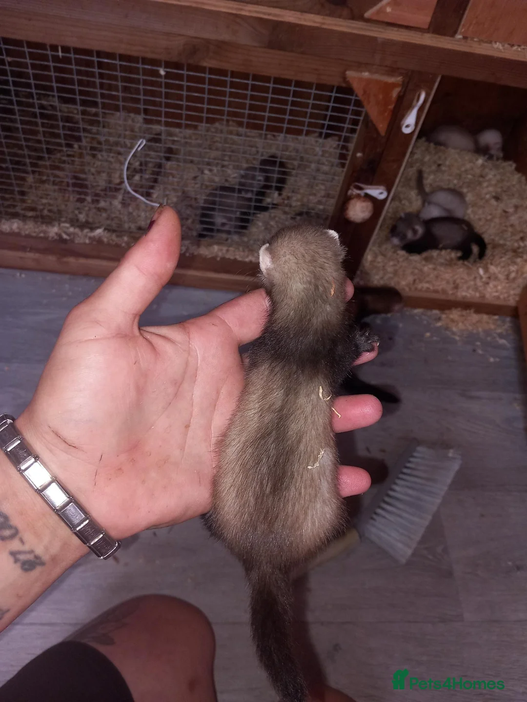 Ferret rodents for sale: 🐾genuine micro last jill🐾 - Advert 2