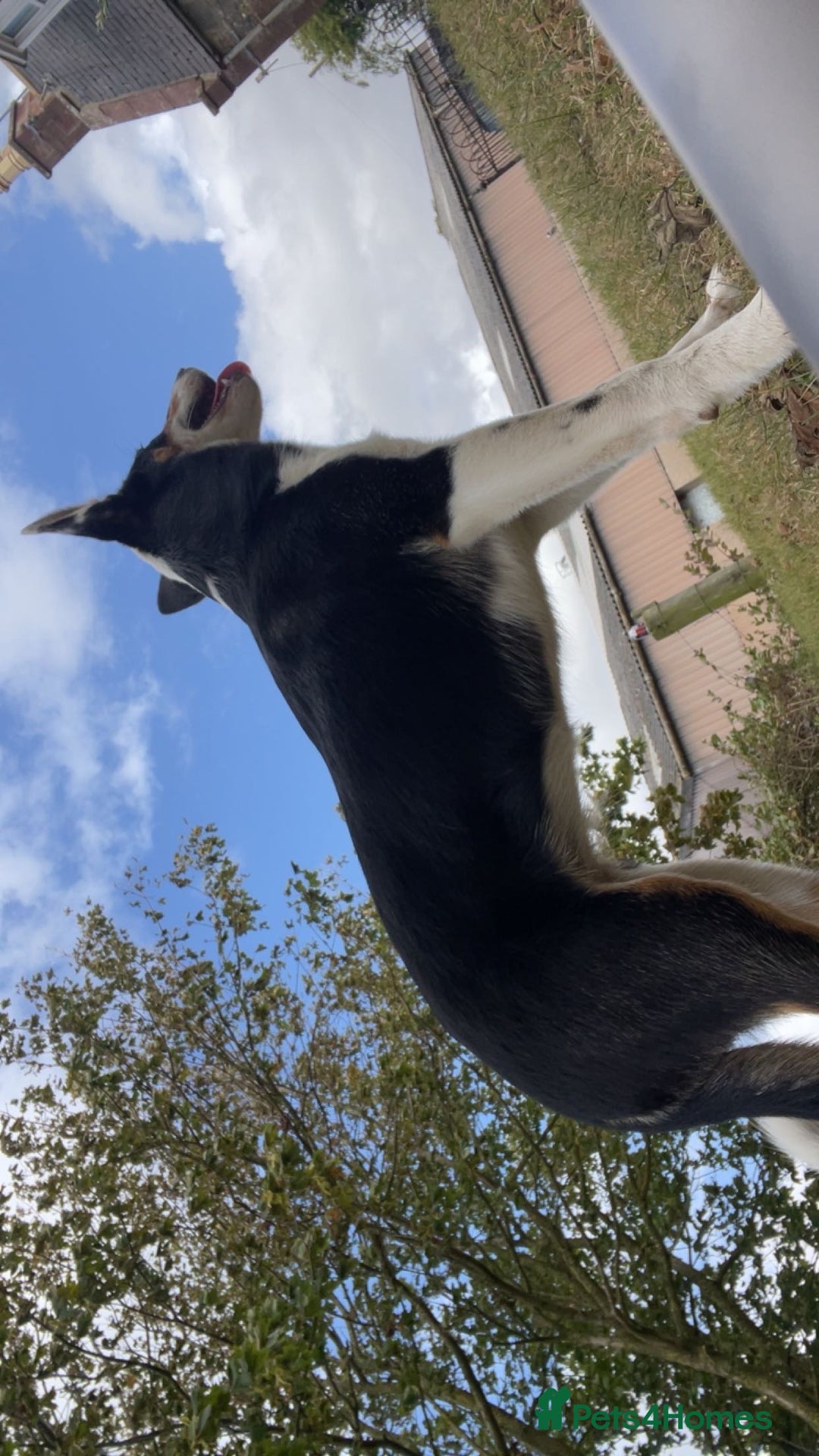 Border Collie dogs for sale: Willow  - Image 5