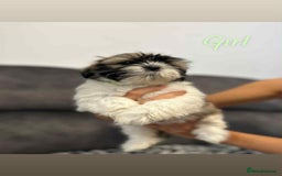 Shih Tzu dogs for sale: 🩷 Beautiful Shitzu Puppies 🩷 - Image 8