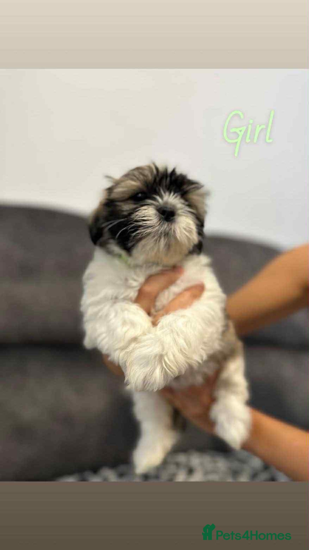 Shih Tzu dogs for sale: 🩷 Beautiful Shitzu Puppies 🩷 - Image 8