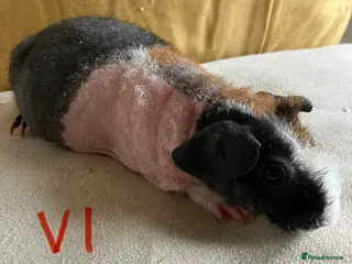 Guinea Pig rodents Well handled skinny pigs. - Advert 3