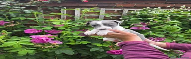 Whippet Puppy 3