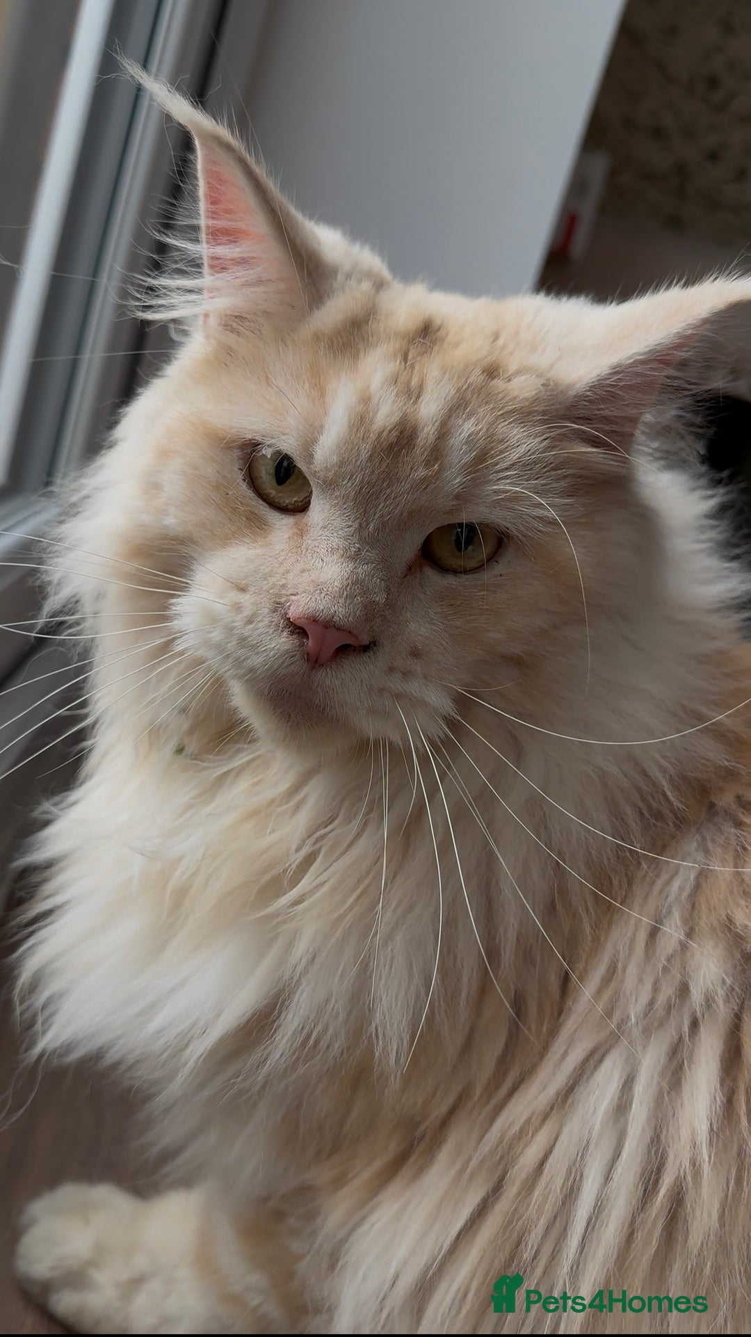 Maine Coon cats for sale: 2.5 year old male Maine Coon for sale - Advert 4