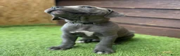 Staffordshire Bull Terrier dogs for sale: Very nice puppy  - Advert 8